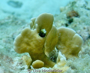 Spiny Head Blenny in his Penthouse! by Lisa Hinderlider 